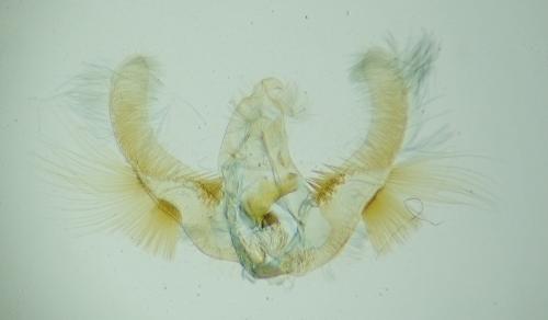 Hedya pruniana
